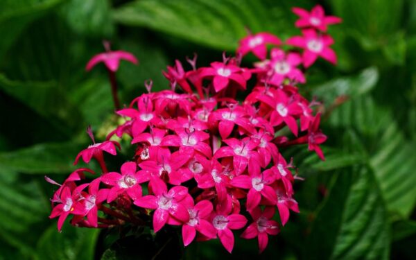 Drugelių magnetas jūsų kieme: šis augalas savo žiedais gali nurungti net populiariausias gėles