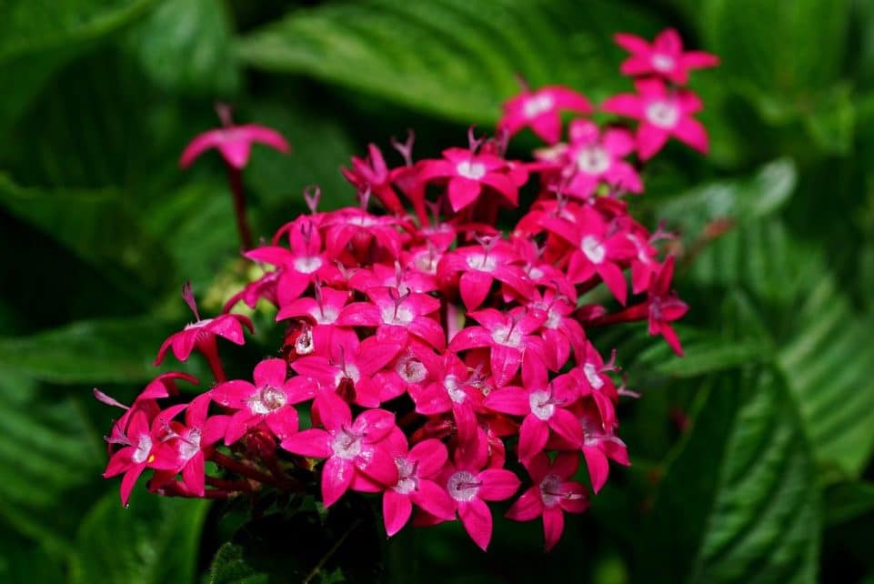 flowers, beautiful flowers, pentas lanceolata, flora, botany, bloom, flower wallpaper, flower background, blossom, nature, petals