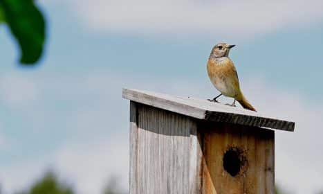 common redstart, bird, nesting box, animal, bird house, garden, nature, wooden bird house, bird house, bird house, bird house, bird house, bird house