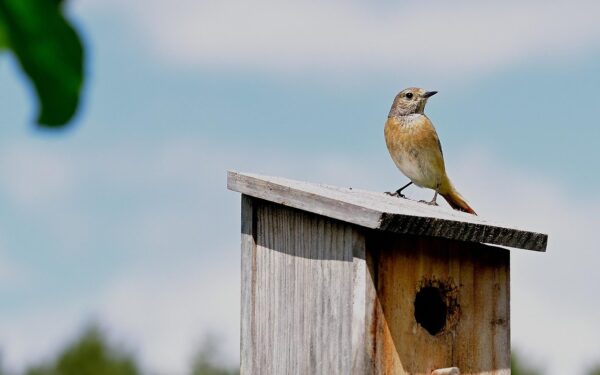 Paukščiai aplenkia jūsų sodą? Šios klaidos baido juos nuo naujų namų