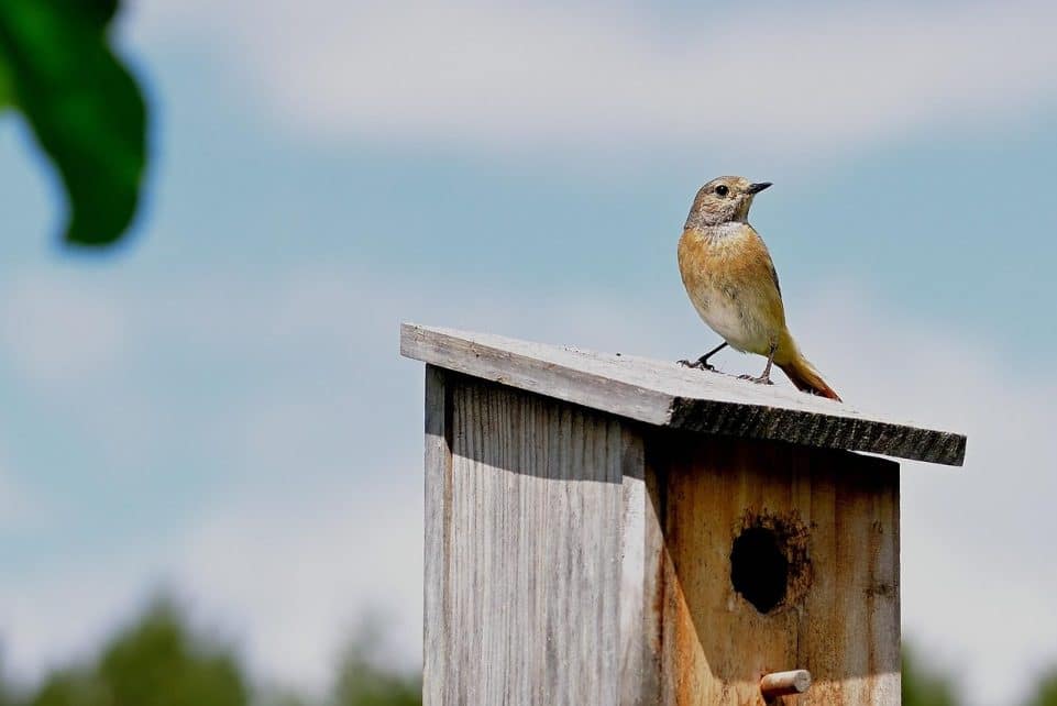 common redstart, bird, nesting box, animal, bird house, garden, nature, wooden bird house, bird house, bird house, bird house, bird house, bird house