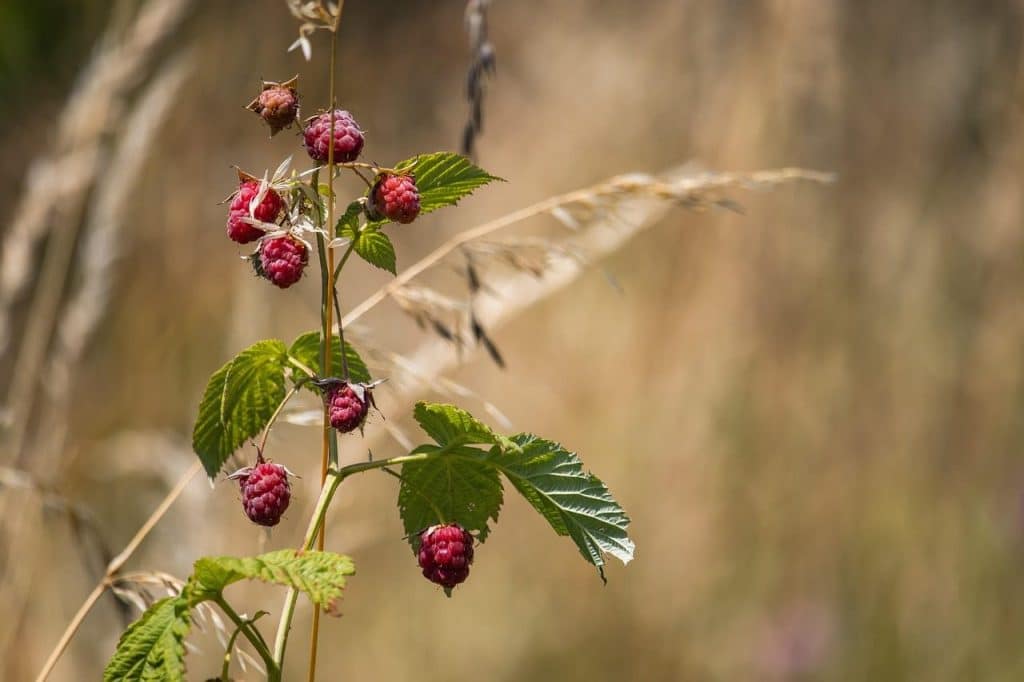 raspberry, raspberry bush, bush, berries, fruit, food, ripe, fresh, healthy, vitamins, sweet, organic, harvest, produce, branch, nature, summer, plant, raspberry, raspberry, raspberry, raspberry, raspberry, berries, fruit, nature, summer
