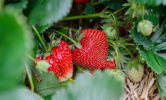 strawberries, strawberry patch, strawberry garden, fruit picking, harvest, strawberry plant, strawberries, strawberries, strawberry plant, strawberry plant, strawberry plant, strawberry plant, strawberry plant