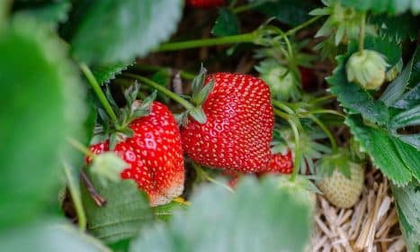 strawberries, strawberry patch, strawberry garden, fruit picking, harvest, strawberry plant, strawberries, strawberries, strawberry plant, strawberry plant, strawberry plant, strawberry plant, strawberry plant