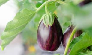 eggplant, vegetables, plant, fruits, grow, food, nature, closeup, eggplant, eggplant, eggplant, eggplant, eggplant