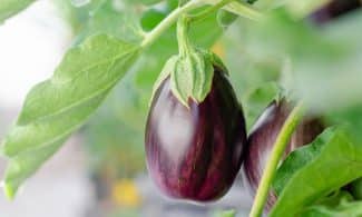 eggplant, vegetables, plant, fruits, grow, food, nature, closeup, eggplant, eggplant, eggplant, eggplant, eggplant
