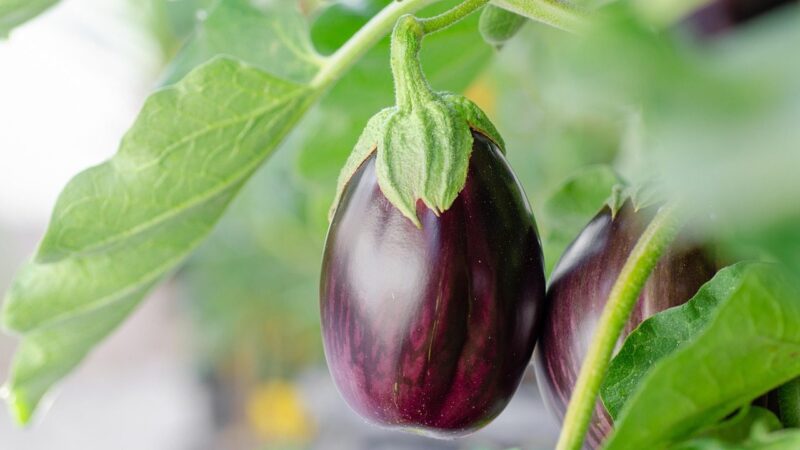 Slaptas ginklas gausiam baklažanų derliui: jums prireiks tik banano žievės