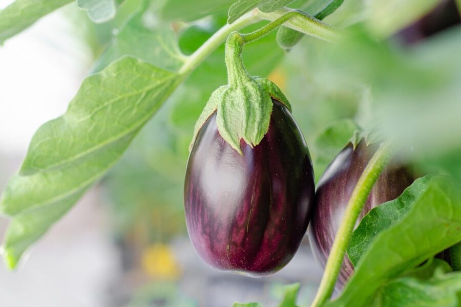 eggplant, vegetables, plant, fruits, grow, food, nature, closeup, eggplant, eggplant, eggplant, eggplant, eggplant