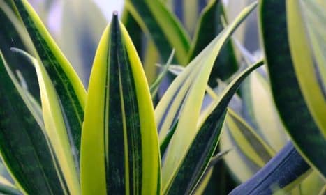 sansevieria, snake plant, plant, flora, leaves, foliage, nature, sansevieria, snake plant, snake plant, snake plant, snake plant, snake plant
