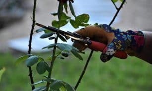 rose pruning, pruning, gardening, working hands, garden, plants, shears, nature, pruning, pruning, pruning, pruning, pruning