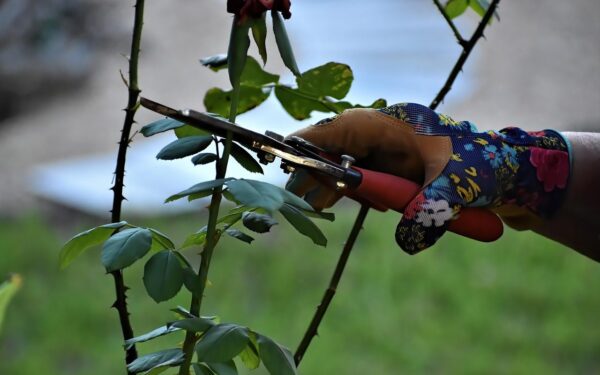 Svajojate apie gausų rožyną? Sužinokite pagrindines taisykles apie rožių genėjimą