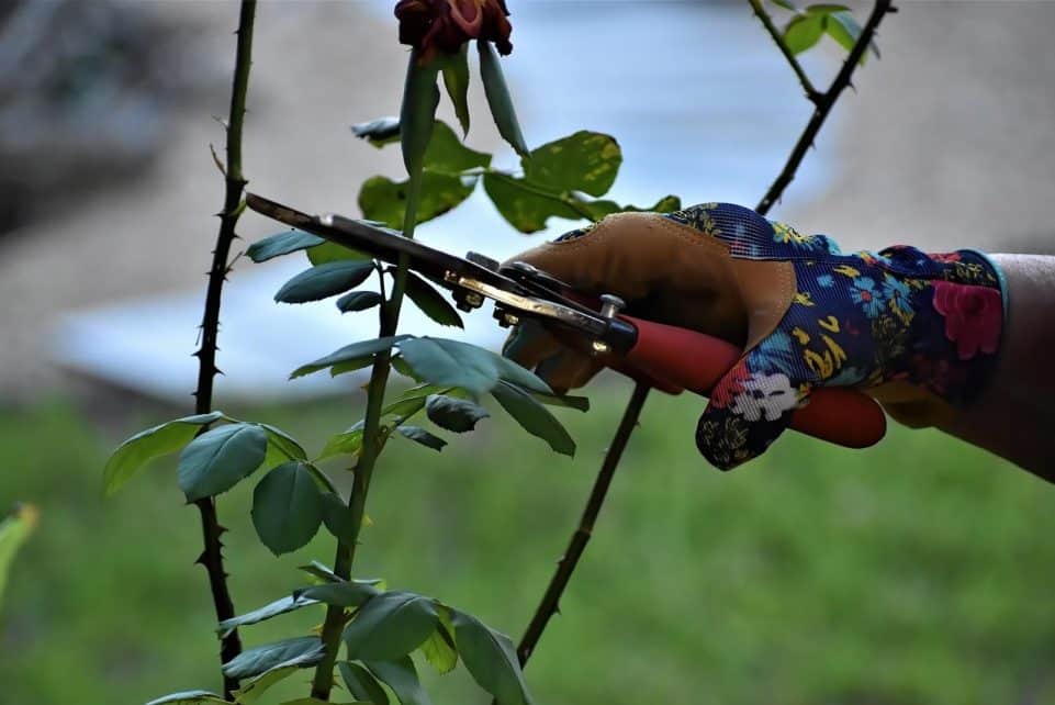 rose pruning, pruning, gardening, working hands, garden, plants, shears, nature, pruning, pruning, pruning, pruning, pruning