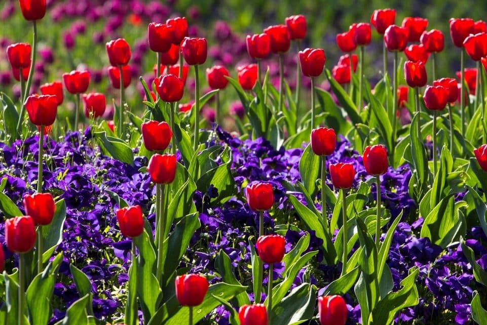 tulips, flowers, field, flower wallpaper, flower background, bloom, blossom, beautiful flowers, garden, tulip field, tulip garden, spring flowers, flowering plants, flora, nature, spring