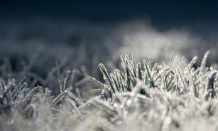 icing, grass, morning frost, cold, nature, frost, frozen, illuminated, shine, reflection, cold, frost, frost, frost, frost, frost