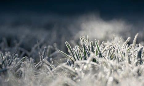 icing, grass, morning frost, cold, nature, frost, frozen, illuminated, shine, reflection, cold, frost, frost, frost, frost, frost