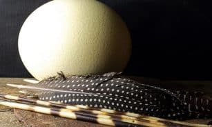 ostrich egg, shell, large, feathers, guinea fowl, spotted, porcupine quills, africa, ostrich egg, ostrich egg, ostrich egg, ostrich egg, ostrich egg, guinea fowl
