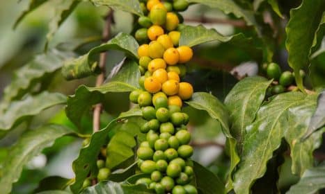 plant, bush, nature, branch, grain, maturation, coffee, coffee tree, plantation, guatemala
