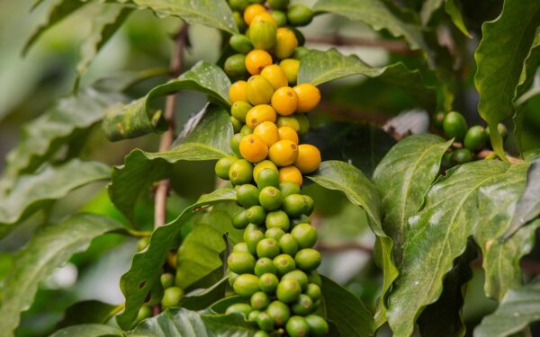 Savo kava mėgausitės tiesiog bute: štai kaip užsiauginti egzotišką medį namuose