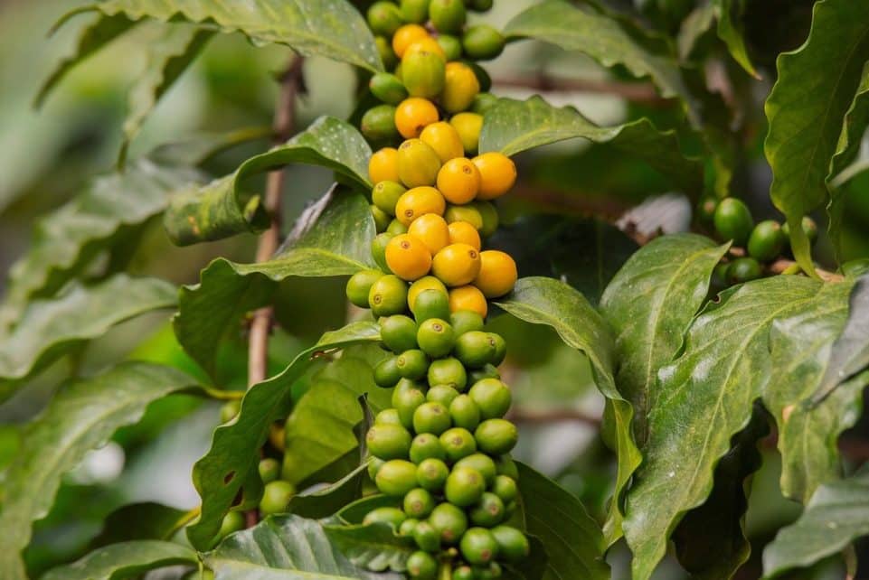 plant, bush, nature, branch, grain, maturation, coffee, coffee tree, plantation, guatemala
