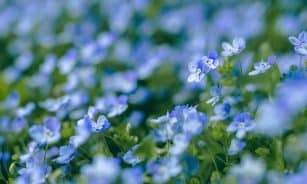 flowers, nature, flower wallpaper, beautiful flowers, blue flowers, bloom, creeping veronica, flower background, veronica
