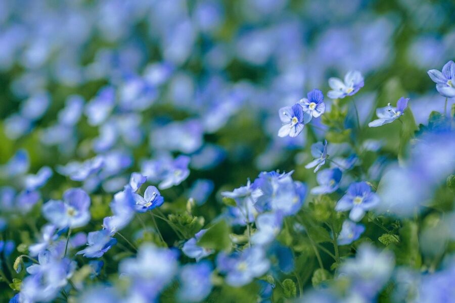 flowers, nature, flower wallpaper, beautiful flowers, blue flowers, bloom, creeping veronica, flower background, veronica