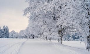 snow, landscape, trees, winter landscape, snow landscape, cold, covered in snow, nature, winter, snow, snow, snow, snow, winter, winter, winter, winter, winter