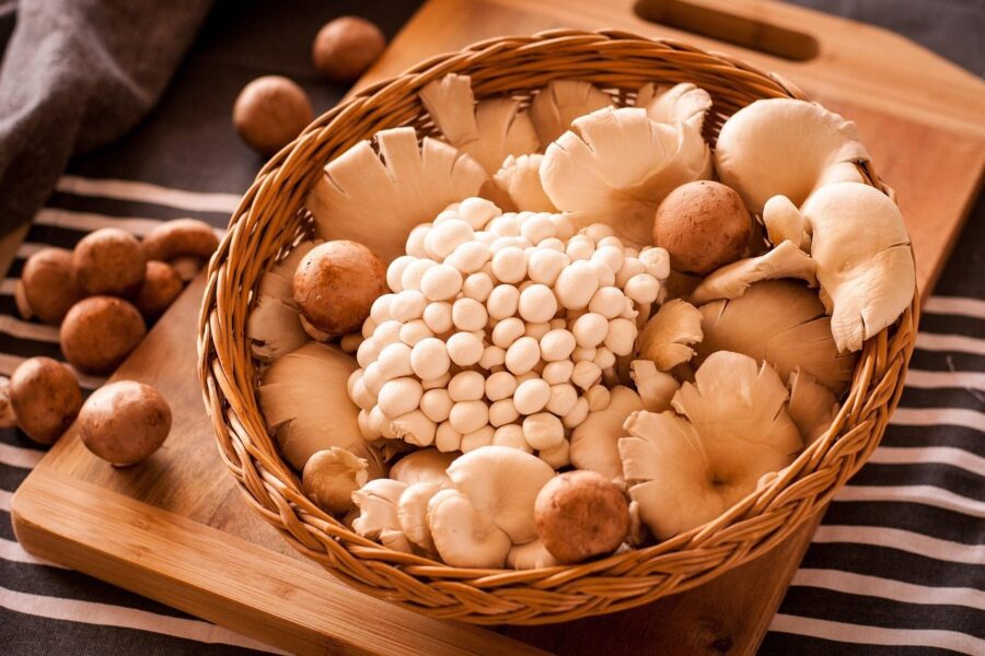 mushrooms, fungi, shimeji, oyster, basket, composition, food