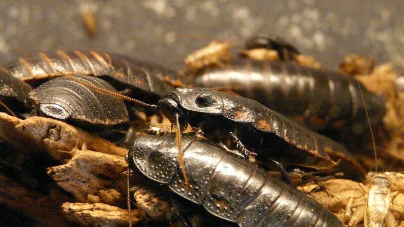 Mokslininkai nustebo: kodėl tarakonai po poravimosi vienas kitam nukanda sparnus?
