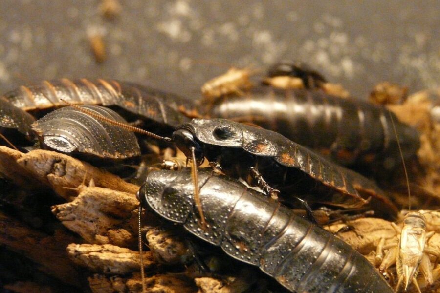 giant hissing cockroach, hissing cockroach, cockroach, insect, flying insect, tank, chitin, sensor, hissing cockroach, hissing cockroach, hissing cockroach, hissing cockroach, hissing cockroach, cockroach