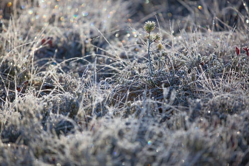 frost, nature, winter, grass, ice, snow, frozen, cold, glade, meadow, field