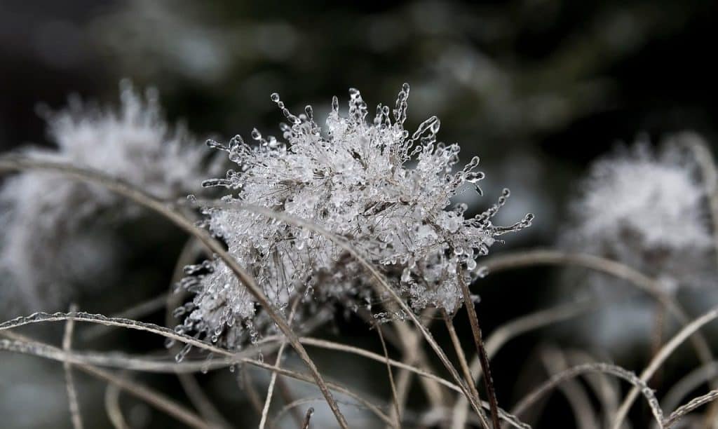 grass, nature, frost, icicles, crystals, winter, ice