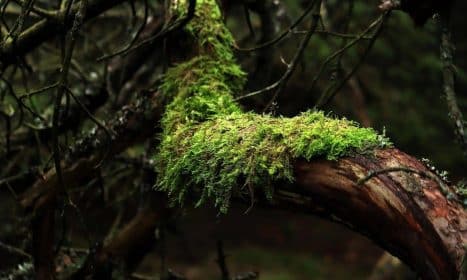 moss, tree, forest, branches, green, nature, moss, moss, moss, moss, moss, forest, forest, nature