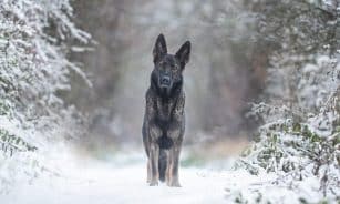 dog, pet, nature, animal, german shepherd dog, canine, snow, winter