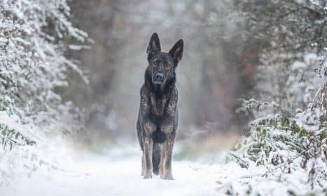 dog, pet, nature, animal, german shepherd dog, canine, snow, winter