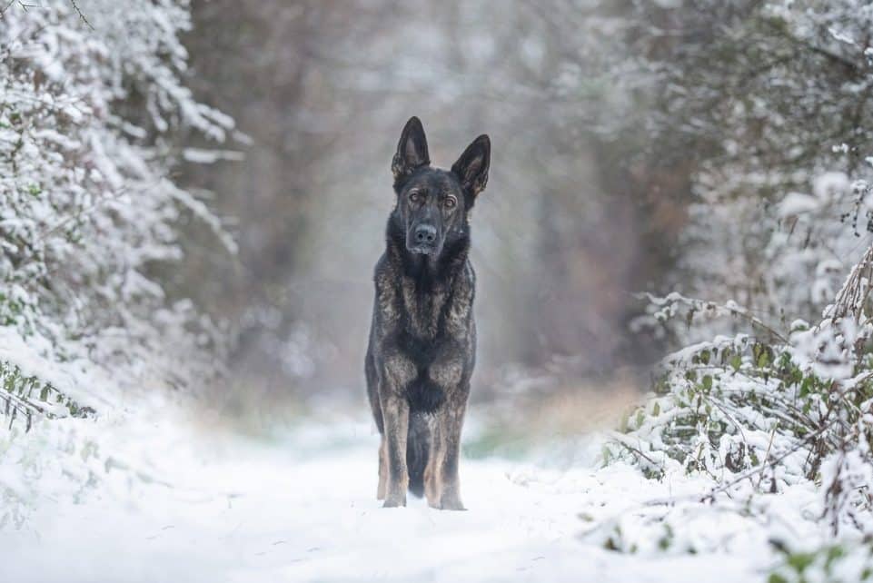 dog, pet, nature, animal, german shepherd dog, canine, snow, winter