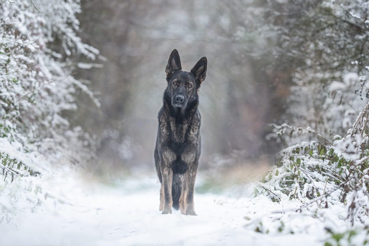 Galvojate, kad šuniui nešalta? Veterinarė įvardijo ženklus, kurių šeimininkai nepastebi