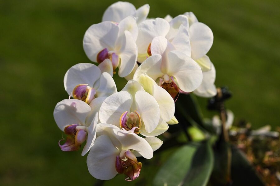flowers, moth orchids, white flowers, botany, nature, flower wallpaper, flower background, horticulture, blossom, flora, close up, beautiful flowers, orchids