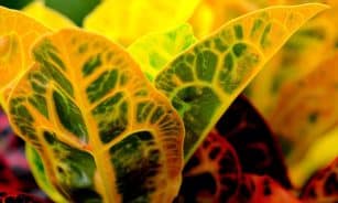 croton, leaves, plant, foliage, colorful, patterned, nature
