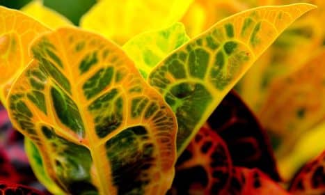 croton, leaves, plant, foliage, colorful, patterned, nature