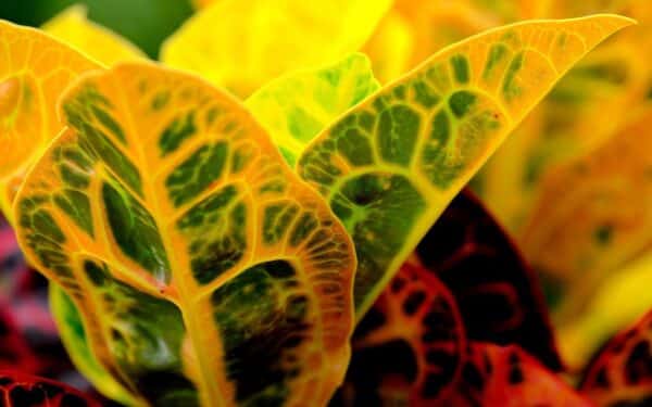 Kambarių puošmena žiemą: tropinė gėlė margais lapais, kuri nustebins net patyrusius gėlininkus