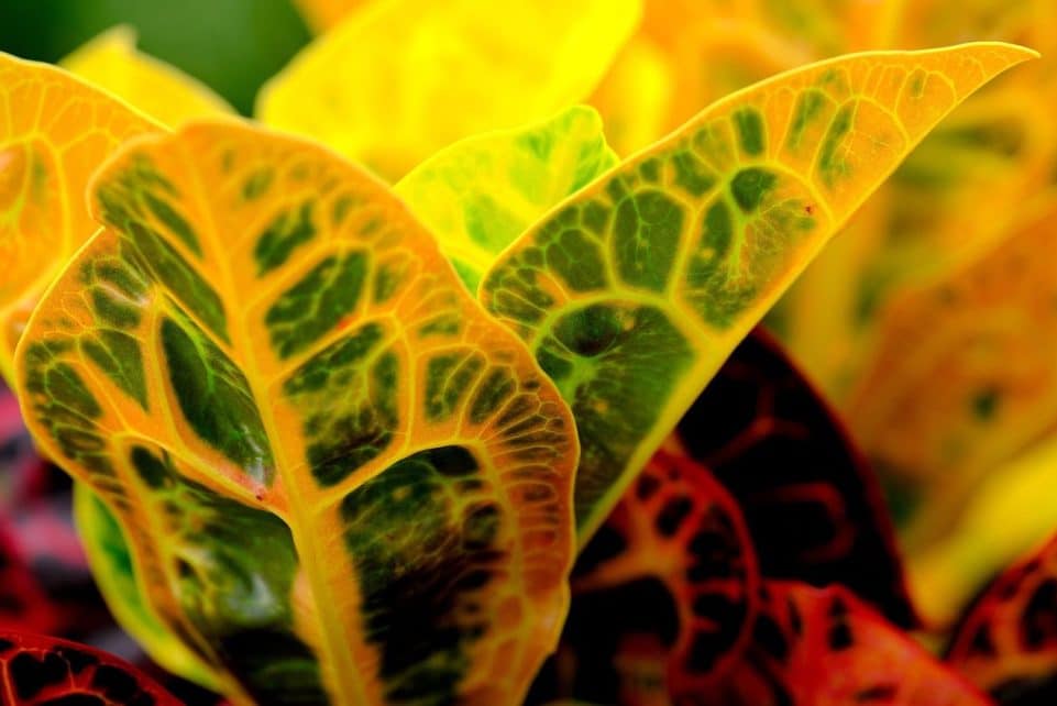 croton, leaves, plant, foliage, colorful, patterned, nature