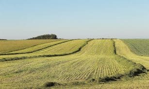 Laukai. Pixabay nuotr.