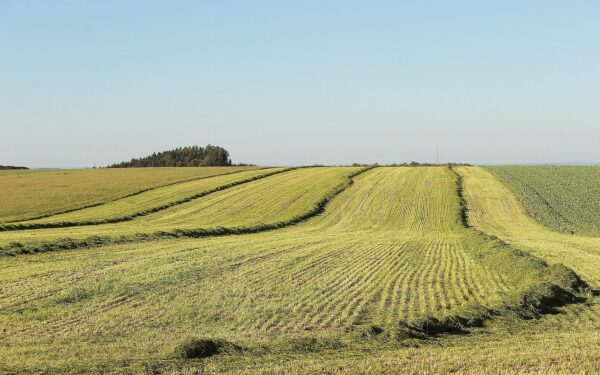 Galimybė įsigyti žemę už juokingą kainą: pasakė viską, ko mums neatskleidžia valdžia