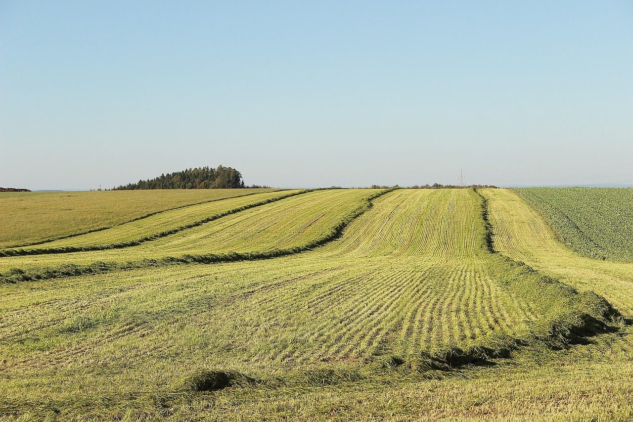 Galimybė įsigyti žemę už juokingą kainą: pasakė viską, ko mums neatskleidžia valdžia