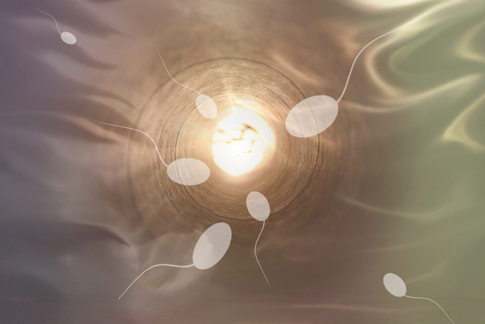 sperm, fertilization, life, development, pregnancy, birth