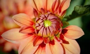 dahlia, beautiful flowers, dahlia flower, petals, flower wallpaper, dahlia pinnata, salmon, flower, bud, flower background, opening flower, nature, flora, botany
