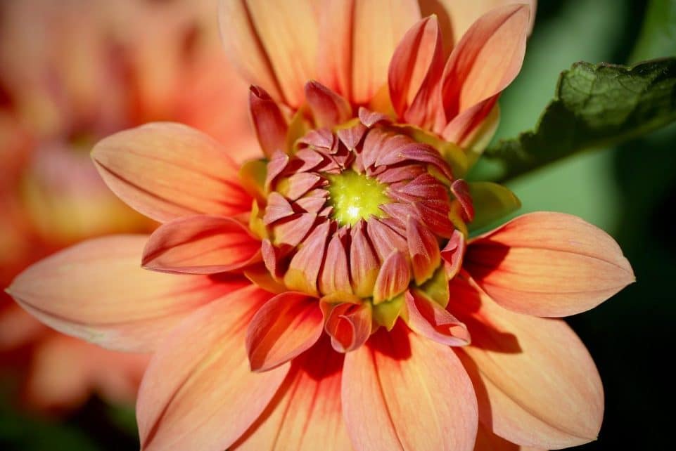 dahlia, beautiful flowers, dahlia flower, petals, flower wallpaper, dahlia pinnata, salmon, flower, bud, flower background, opening flower, nature, flora, botany