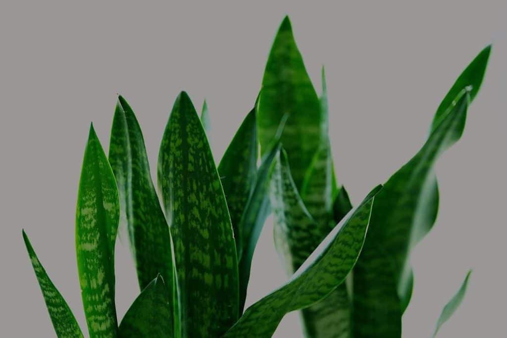 sanseviera, sansevieria zeylanica, fan snake plant, leaves, plant, flora, green, indoor, nature, ornamental