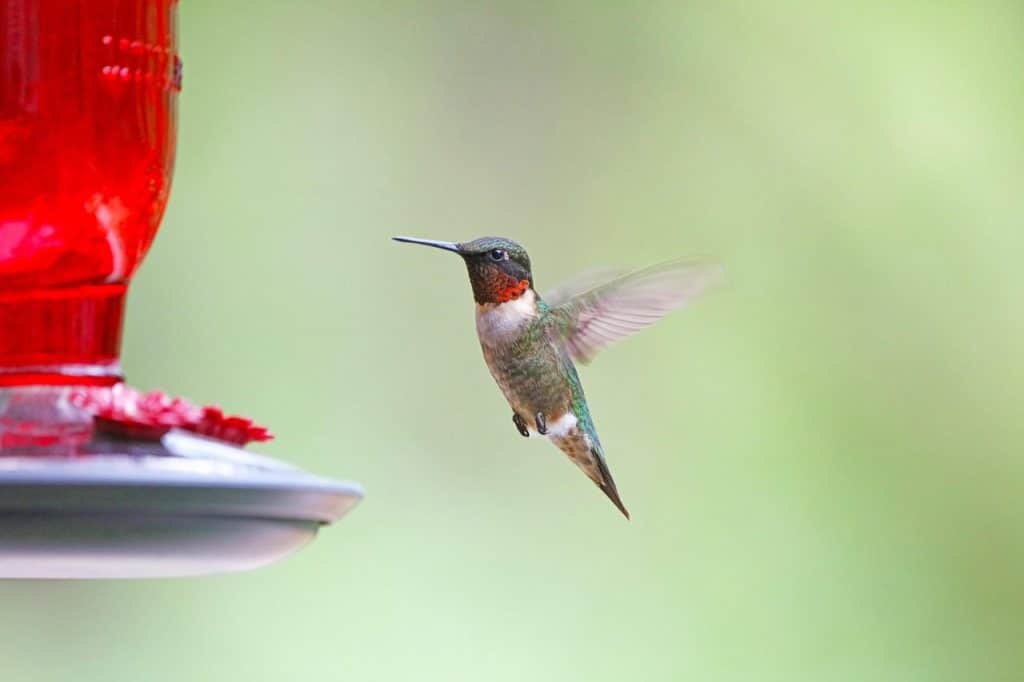 hummingbird, bird, animal, avian, backyard, wildlife, nature, bird feeder, hummingbird, hummingbird, hummingbird, hummingbird, hummingbird