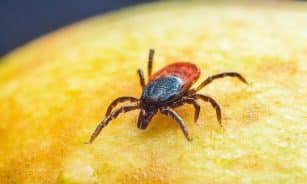 sheep tick, hd wallpaper, floral background, free wallpaper, full hd wallpaper, castor bean tick, taiga tick wood tick, wallpaper hd, insect, 4k wallpaper, mac wallpaper, cool backgrounds, animal, laptop wallpaper, disease, desktop backgrounds, nature, macro, background, illness, tallinn, estonia, 4k wallpaper 1920x1080, park, free background, beautiful wallpaper, windows wallpaper, wallpaper 4k, forest, grass, plant, close up